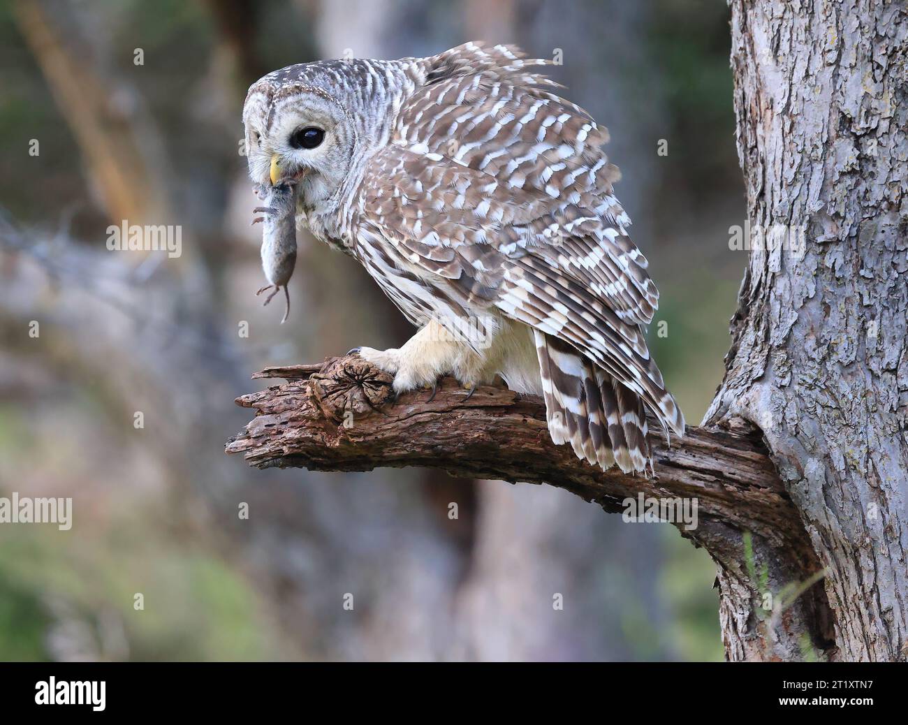 Barred Owl steht auf einem Ast im Wald und isst eine Maus, Quebec, Kanada Stockfoto