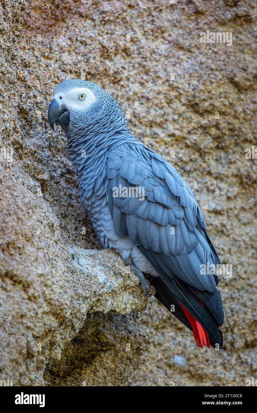 Porträt eines grauen Papageiens Stockfoto