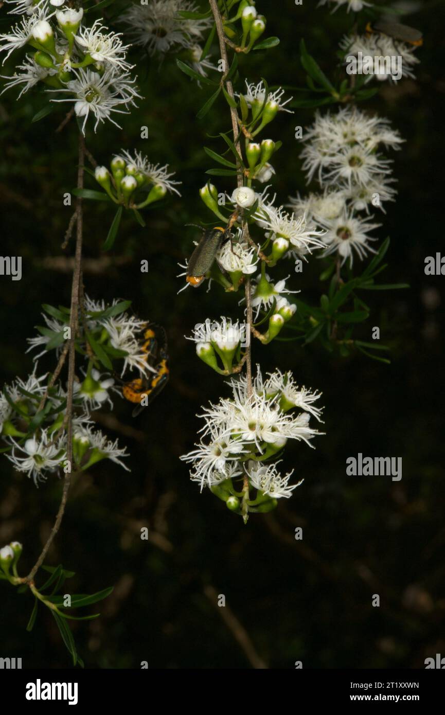 Burganblüten (Kunzea Ericoides) scheinen viele Insekten anzulocken, insbesondere diese Orangenkäfer (Stigmodera spp.), die im Baluk Willam Reservat gefunden werden. Stockfoto
