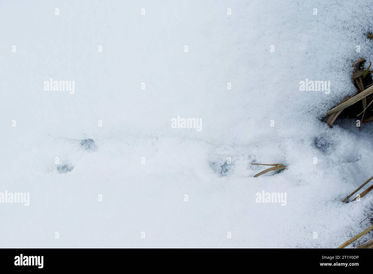 Winterschneewege des Herds (Mustela erminea) Stockfoto