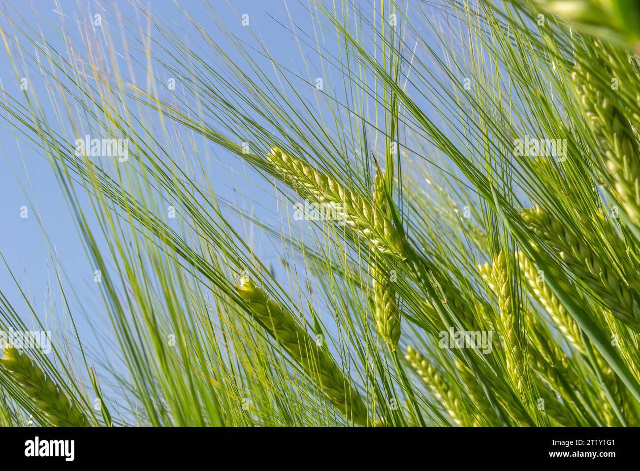 Im Frühsommer weht Weizen in der Brise. Traditionelle grüne Weizenkulturen, einzigartiges natürliches Foto. Junge Weizenkulturen, die auf dem Boden wachsen. Stockfoto