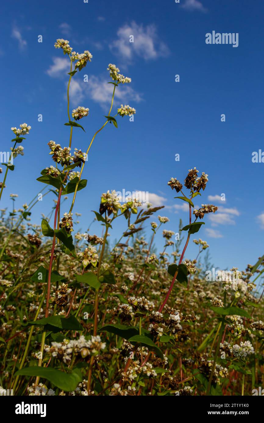 Buchweizen Fagopyrum esculentum in Blüte auf natürlichem Hintergrund. Kulturpflanze. Makro. Draufsicht. Stockfoto