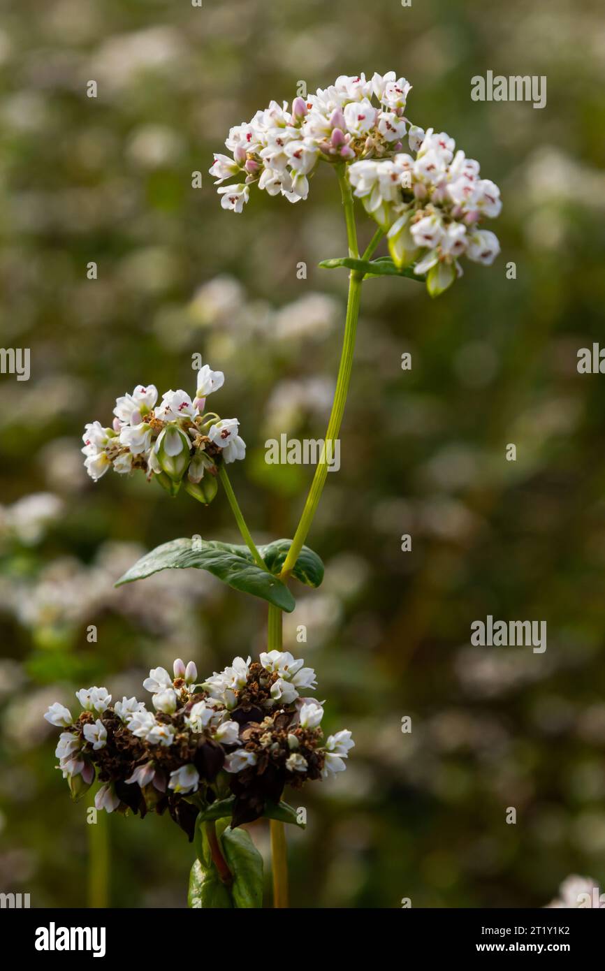 Buchweizen Fagopyrum esculentum in Blüte auf natürlichem Hintergrund. Kulturpflanze. Makro. Draufsicht. Stockfoto