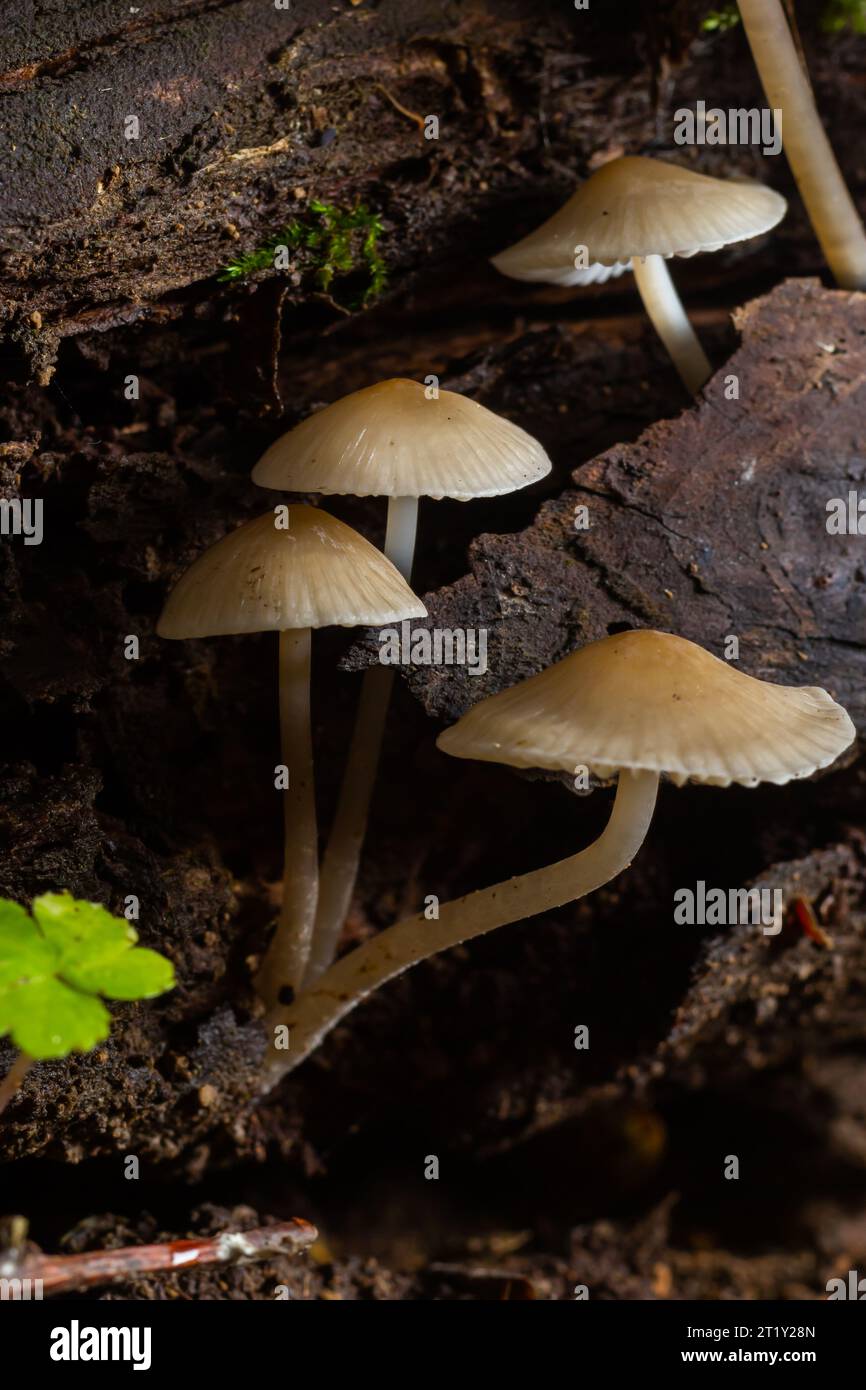 Der Common Bonnet Mycena galericulata ist ein ungenießbarer Pilz, ein faszinierendes Foto. Stockfoto