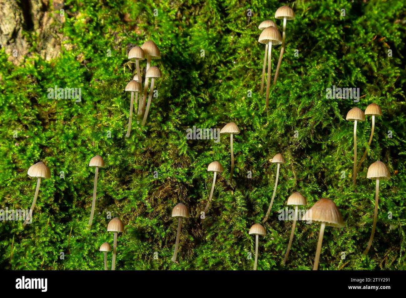 Weiße Pilze im Wald, Mycena Piringa Pilze. Stockfoto