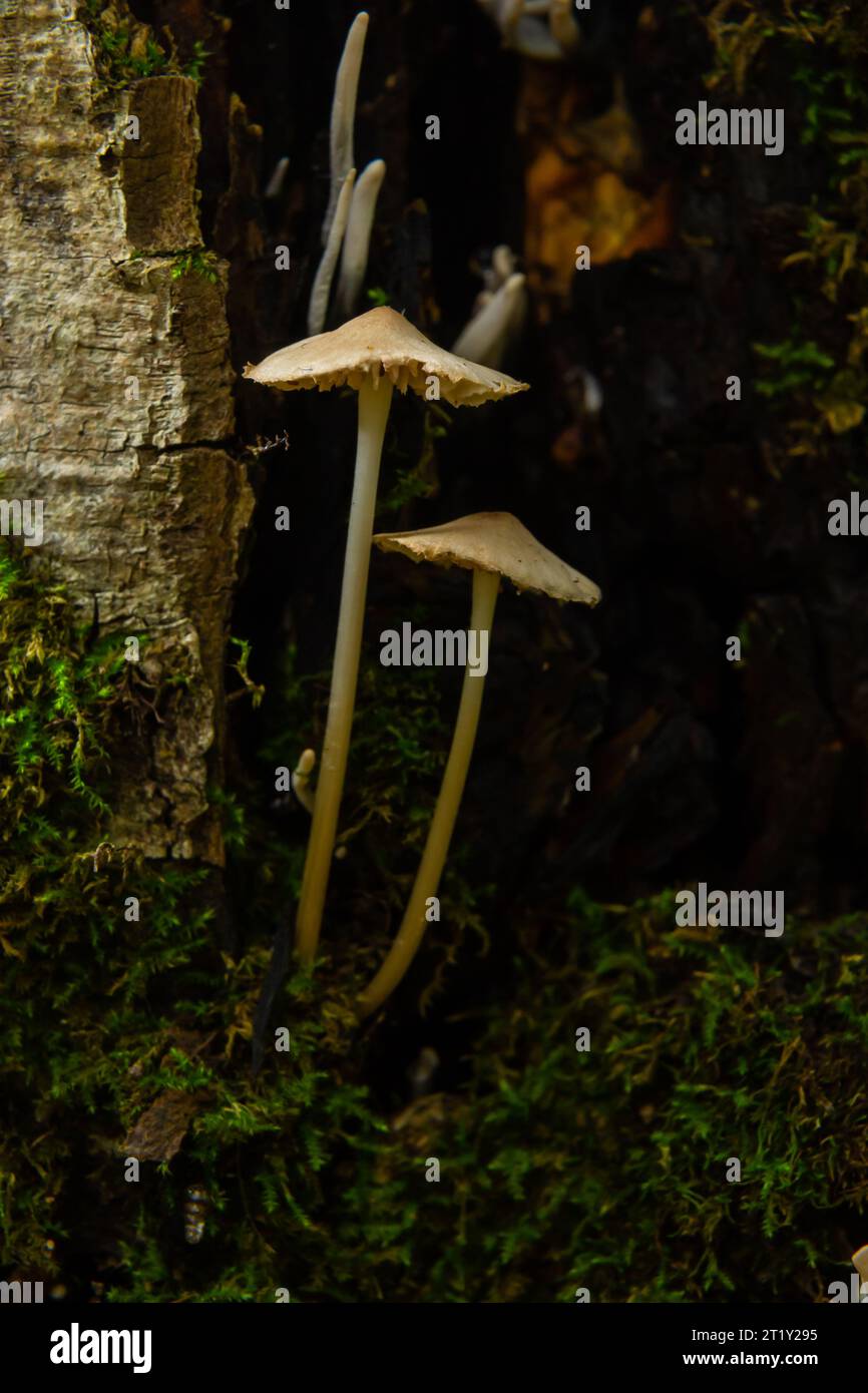 Pilz Weiße Melkobinde Mycena galopus var. candida auf unscharfem Hintergrund. Stockfoto