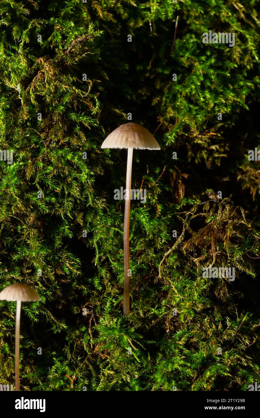 Weiße Pilze im Wald, Mycena Piringa Pilze. Stockfoto