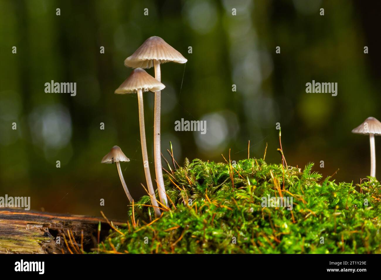 Weiße Pilze im Wald, Mycena Piringa Pilze. Stockfoto
