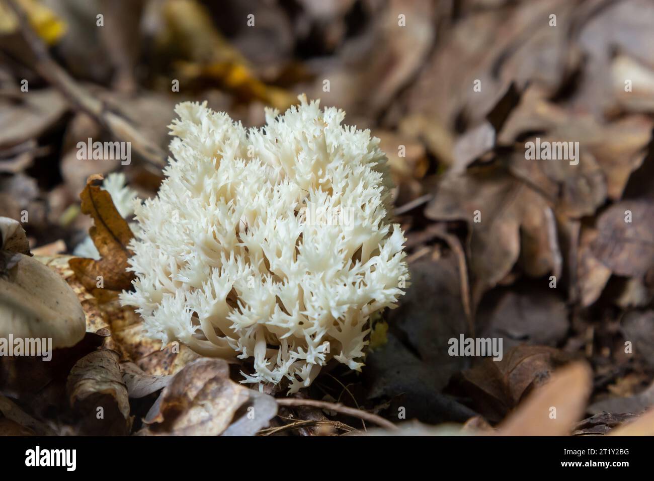 Weiße Korallen, Ramariopsis kunzei wächst in feuchter Umgebung. Stockfoto