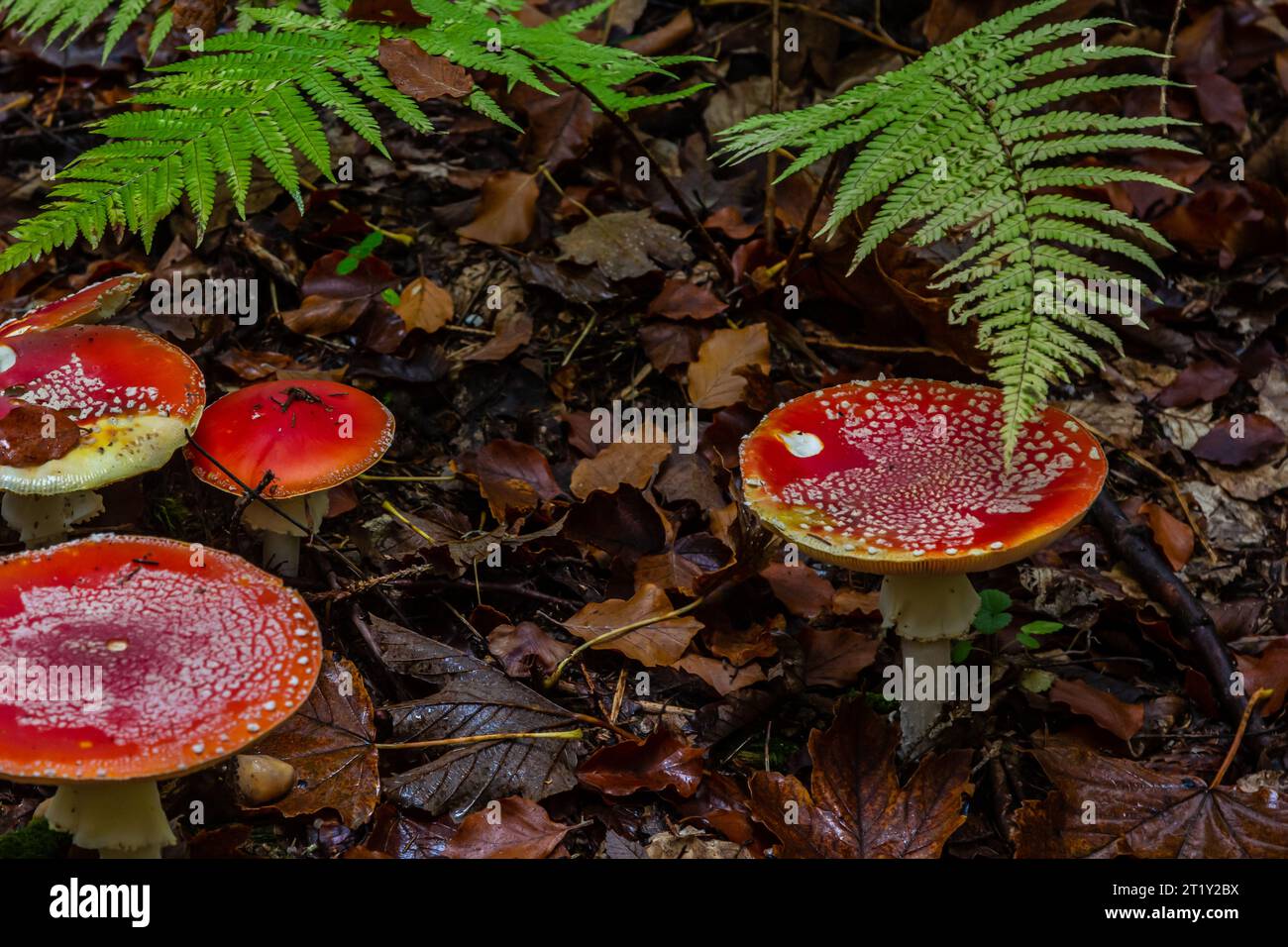 Amanita Muscaria, giftige Pilz. Bild ist im natürlichen Wald Hintergrund berücksichtigt. Stockfoto