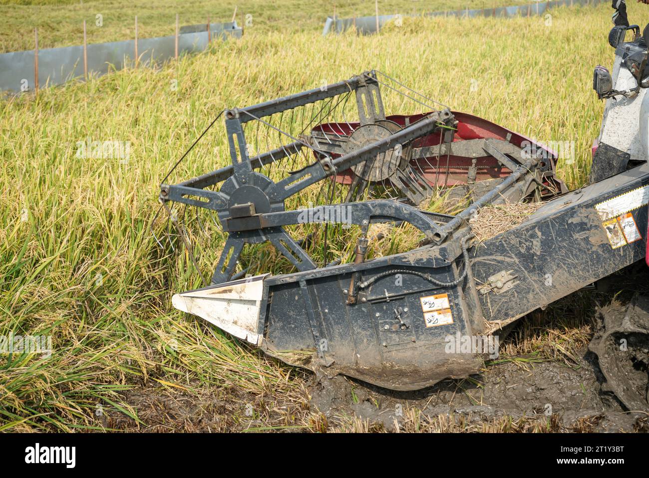 Die automatische Reismaschine wird für die Ernte der Felder eingesetzt und ist in der Erntesaison reif und gelb. Mähdrescher-Drehzahl erhöhen. Stockfoto