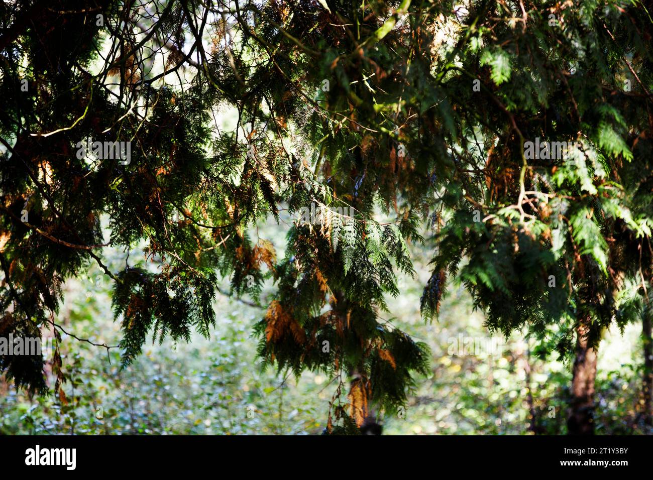 Waldbaumzweige hängen in wunderschönem Sonnenlicht Stockfoto