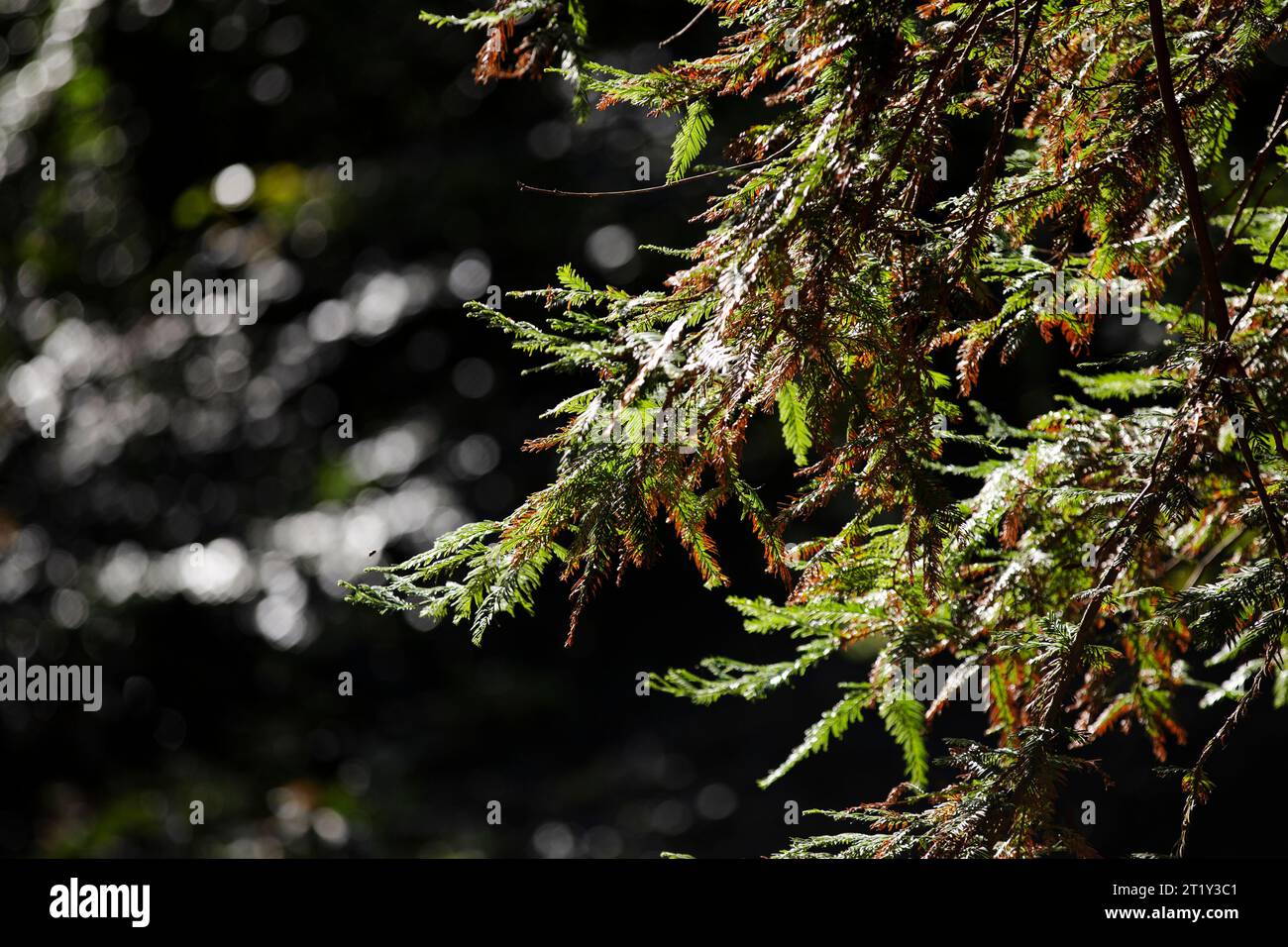 Waldbaumzweige hängen in wunderschönem Sonnenlicht Stockfoto