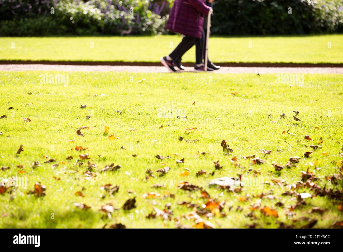 Ältere Beinchen mit Gehstock und violettem Mantel, um durch die Gärten des Killerton Anwesens zu gehen Stockfoto