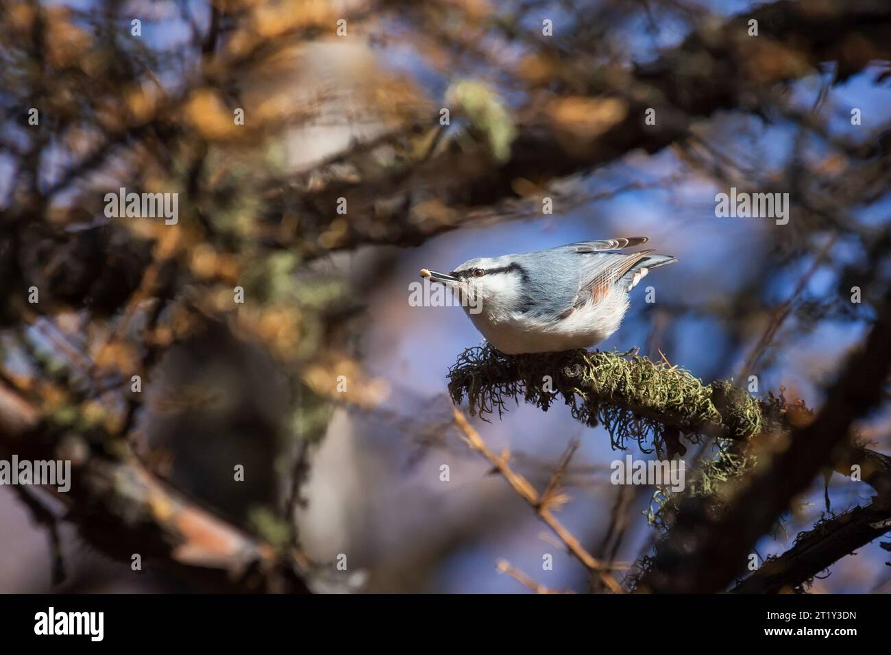 Nuthatch sitzt in den Zweigen eines Baumes und hält einen Samen im Schnabel Stockfoto