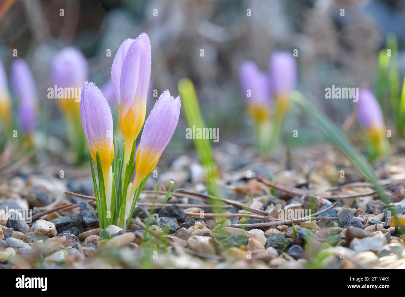 Crocus sieberi Firefly, Crocus Firefly, große, violette Blüten mit tiefgelber Kehle im Spätwinter/frühen Frühling Stockfoto
