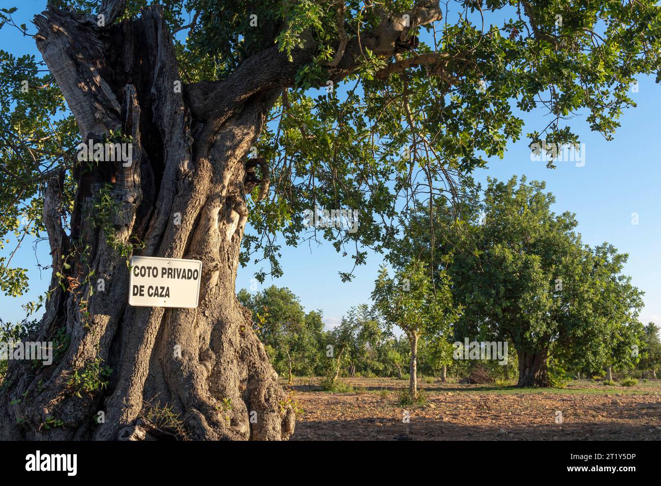 Nahaufnahme eines privaten Jagdschutzschildes in spanischer Sprache, auf einem Feld mit Johannisbrotbäumen, Ceratonia siliqua, im Inneren der Insel Mallorc Stockfoto