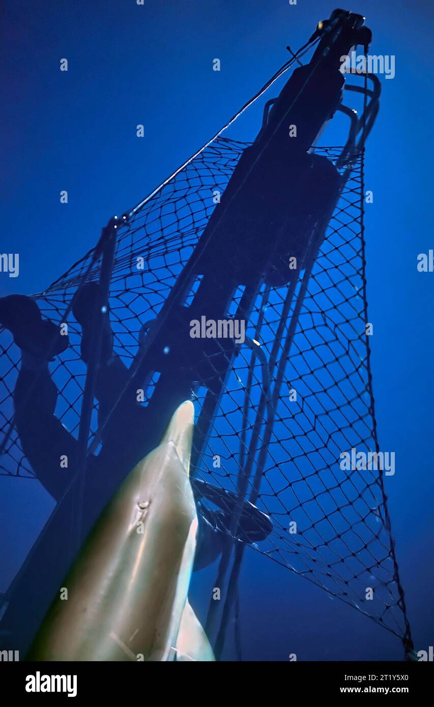 Delfine schwimmen im Meer und der Schatten des Bugs eines Segelbootes spiegelt sich in der Oberfläche des Wassers Stockfoto