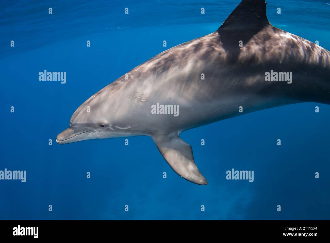 Indopazifischen Großen Tümmler (Tursiops aduncus) Stockfoto