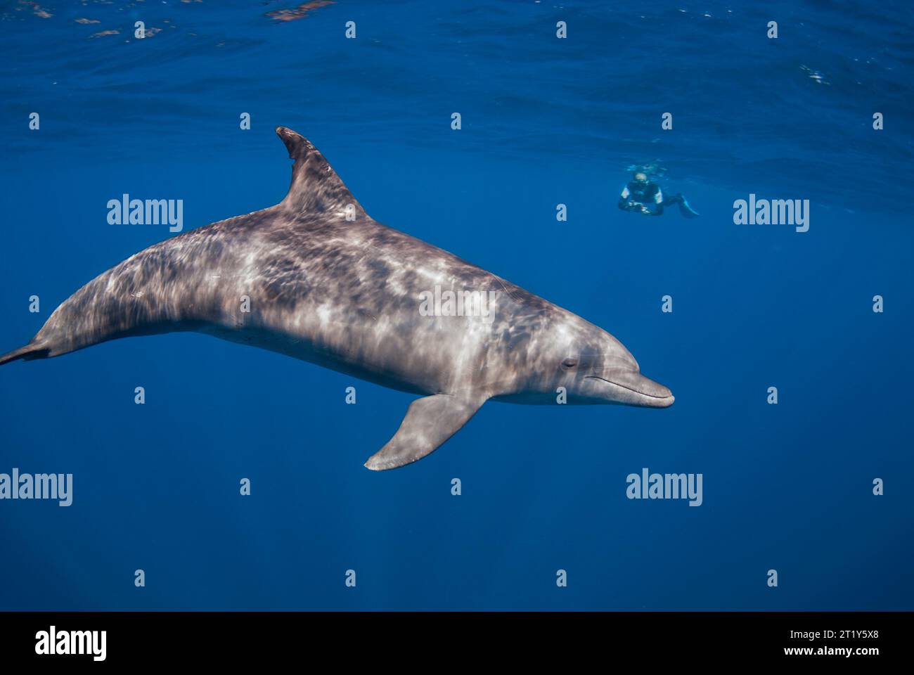 Unterwasserbild eines indopazifischen Großen Delfins (Tursiops aduncus) mit einem Schnorchler im Hintergrund Stockfoto