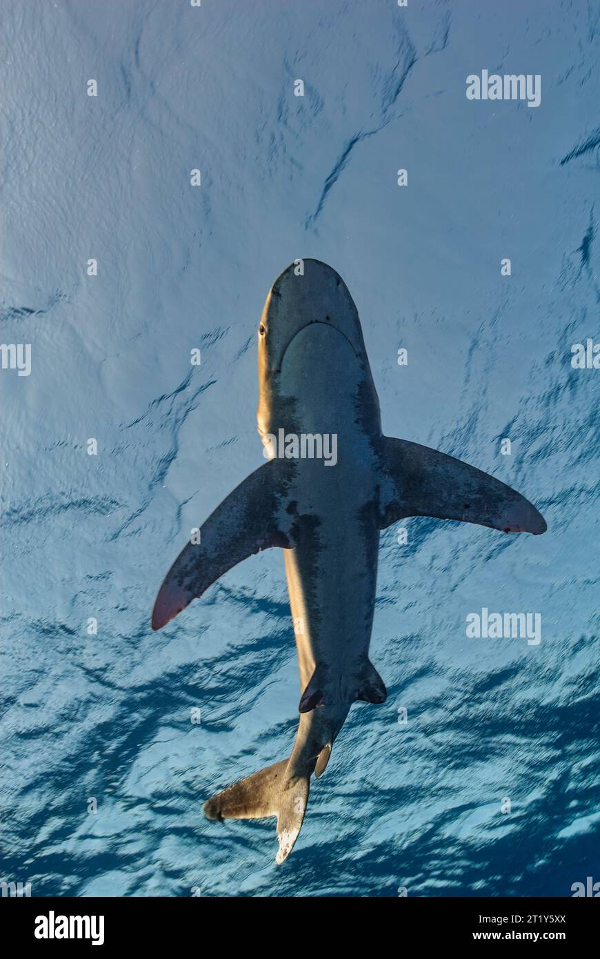 Vertikale Aufnahme eines weiblichen Weißspitzenhais (Carcharhinus longimanus) aus dem Balg Stockfoto