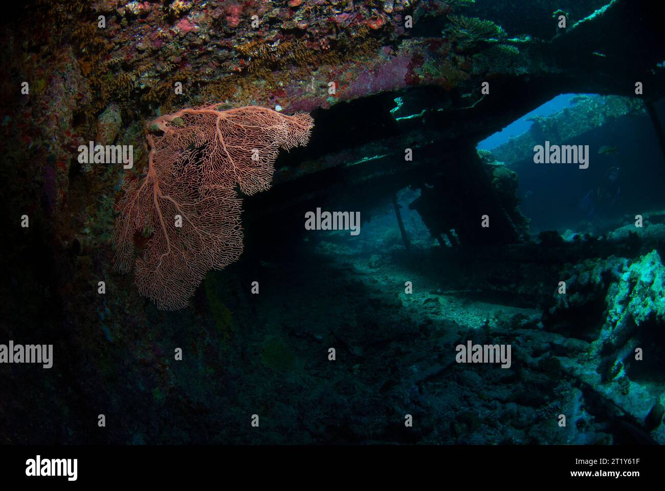 Taucher erkunden ein altes Schiffswrack mit Korallen und Gorgonien Stockfoto