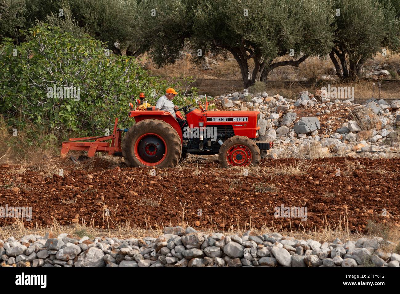 Malia, Kreta, Griechenland, Europa. 27.09.2023. Landwirt, der einen roten Traktor fährt, um ein kleines Ackerland in einem steinigen Gebiet zu pflügen. Stockfoto