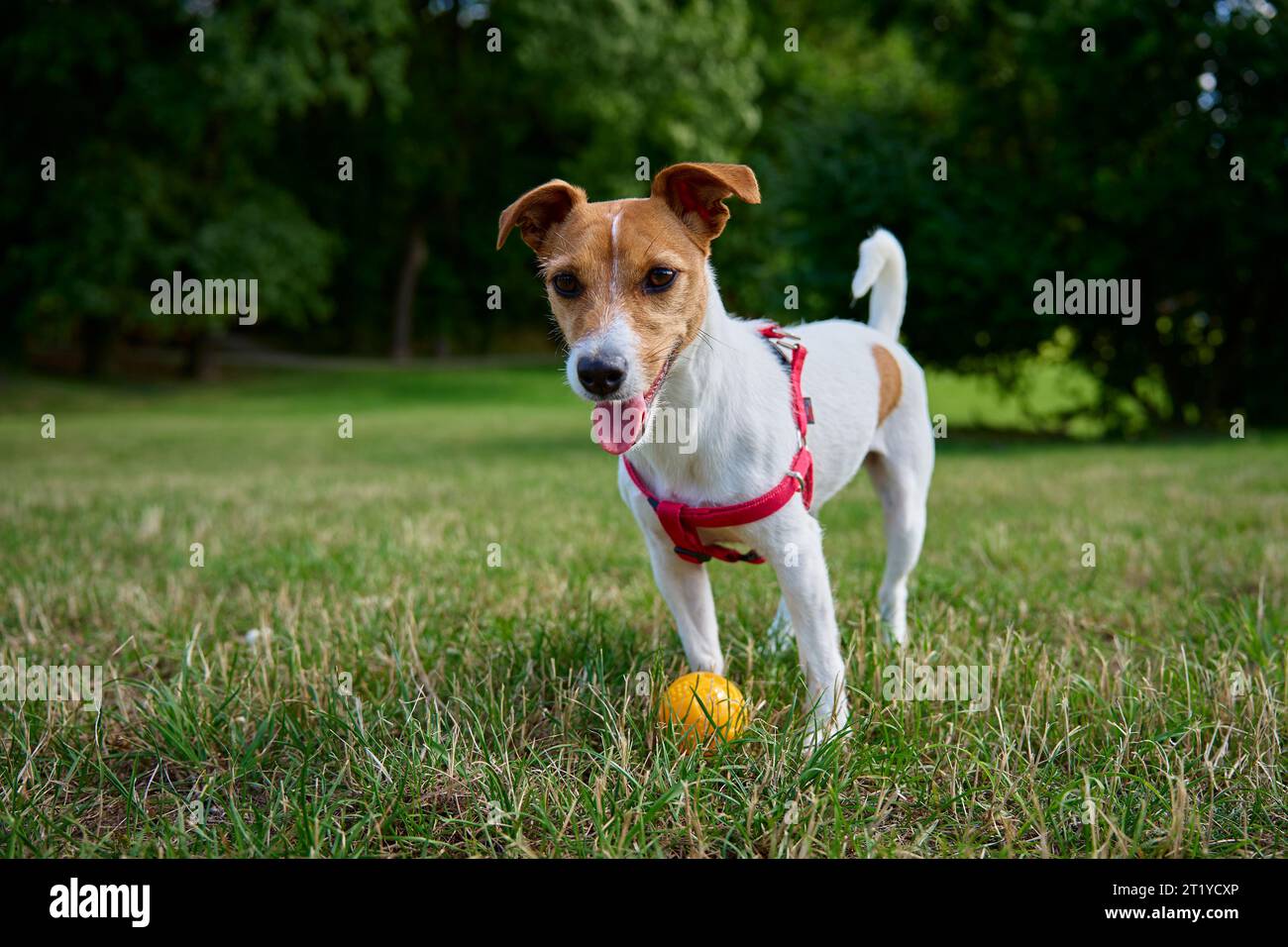 Aktiver Hund, der im Sommer mit Spielzeugball auf grünem Gras spielt. Haustiere im Park. Jack-Russell-Terrier-Porträt Stockfoto