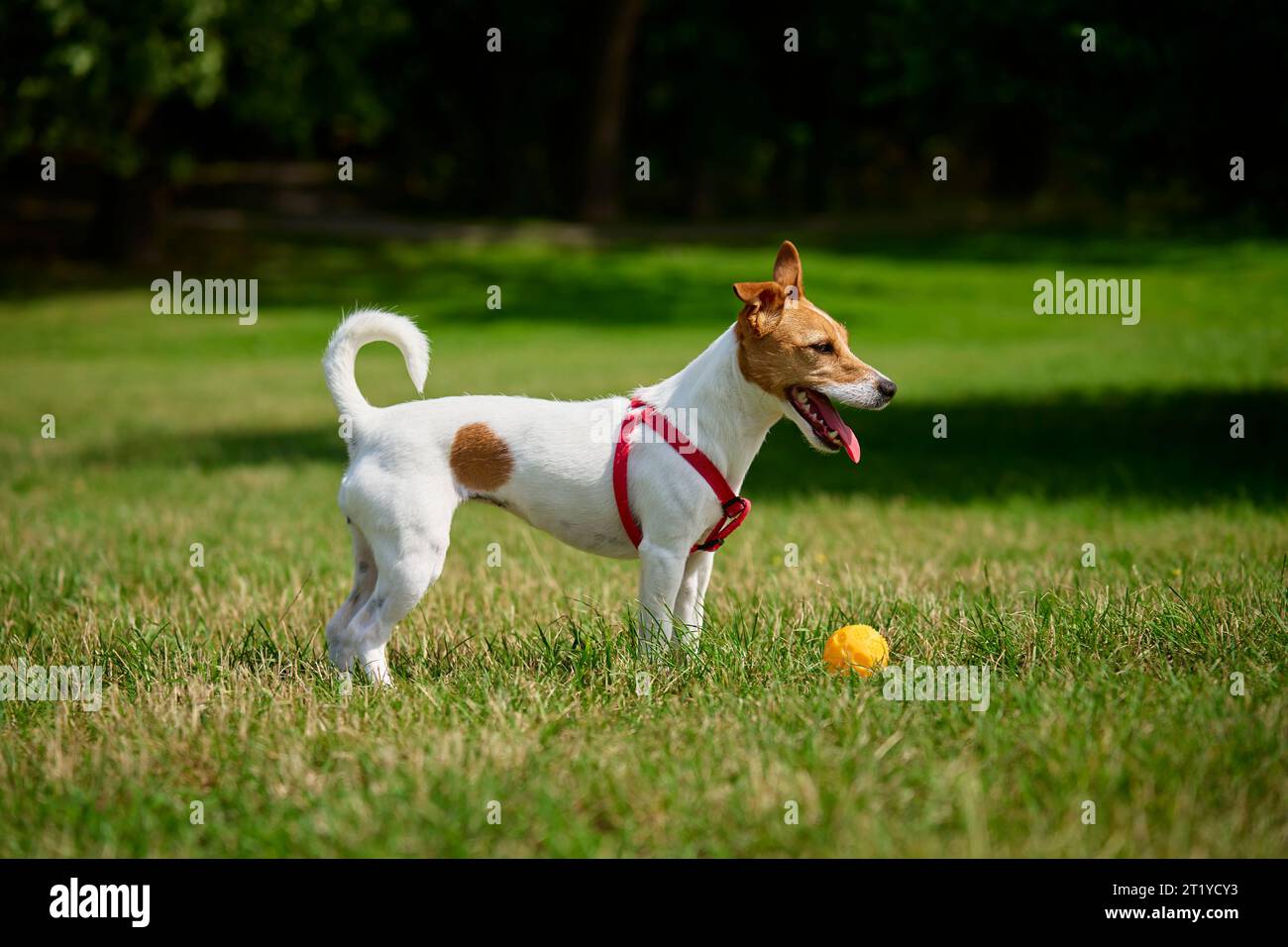 Aktiver Hund, der im Sommer mit Spielzeugball auf grünem Gras spielt. Haustiere im Park. Jack-Russell-Terrier-Porträt Stockfoto