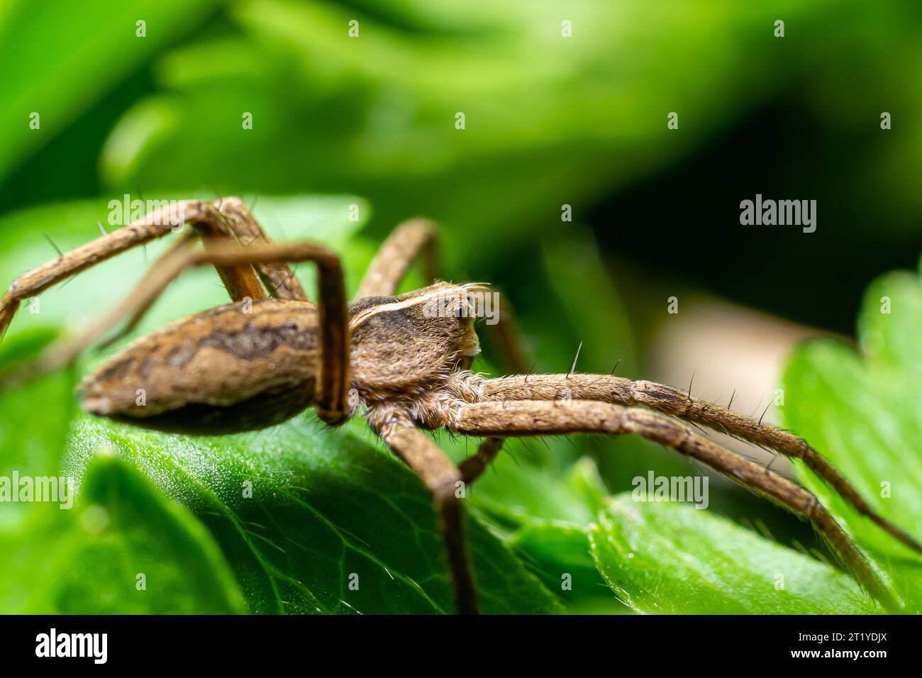 Die Baumspinne Pisaura mirabilis ist eine Spinnenart aus der Familie der Pisauridae. Stockfoto