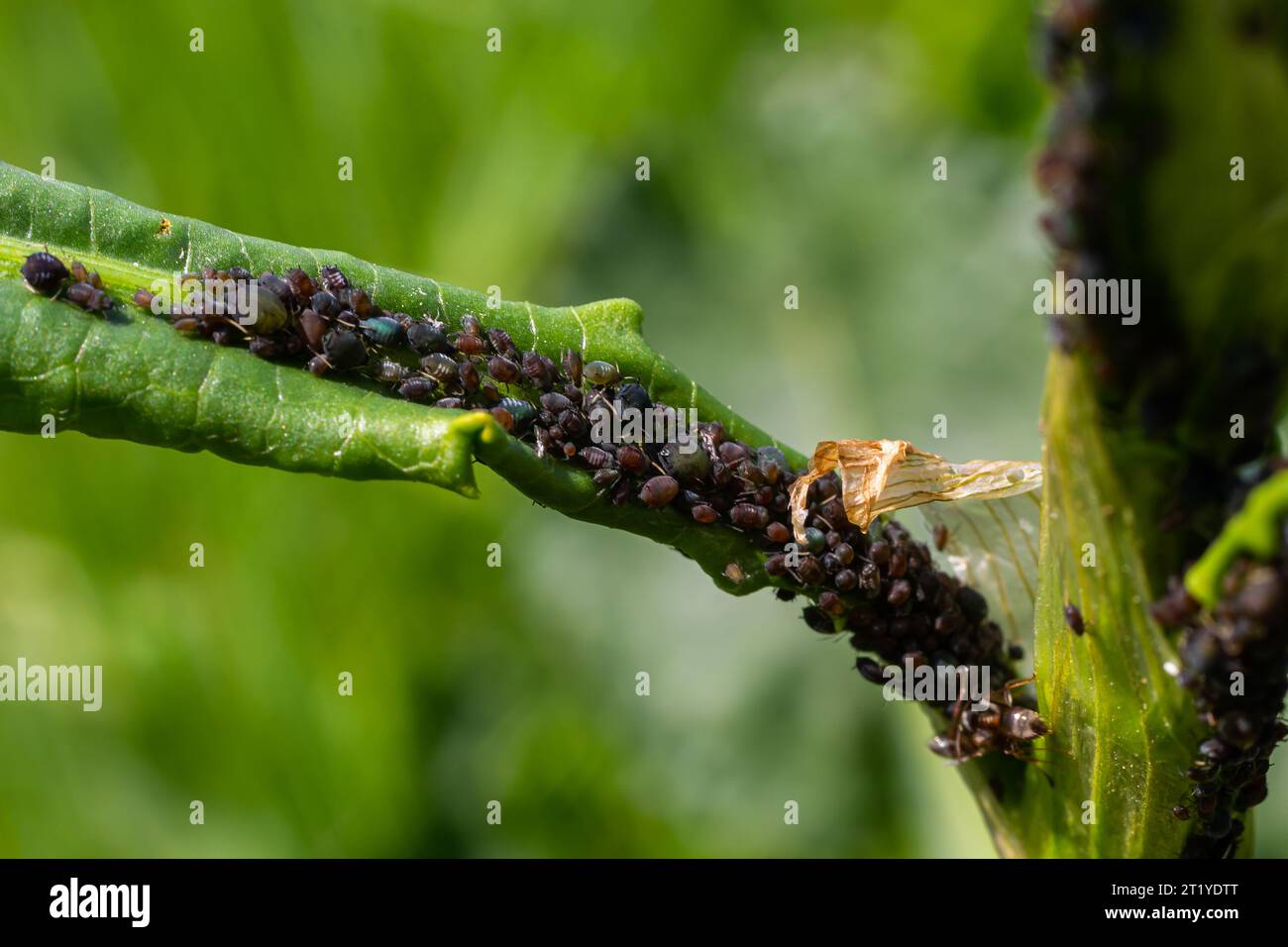 Der Blattlaus der schwarzen Bohnen Aphis fabae ist ein Mitglied der Ordnung Hemiptera. Andere gebräuchliche Bezeichnungen sind Blackfly, Bohnenblattlaus und Blattblattlaus. Es ist Schädling o Stockfoto