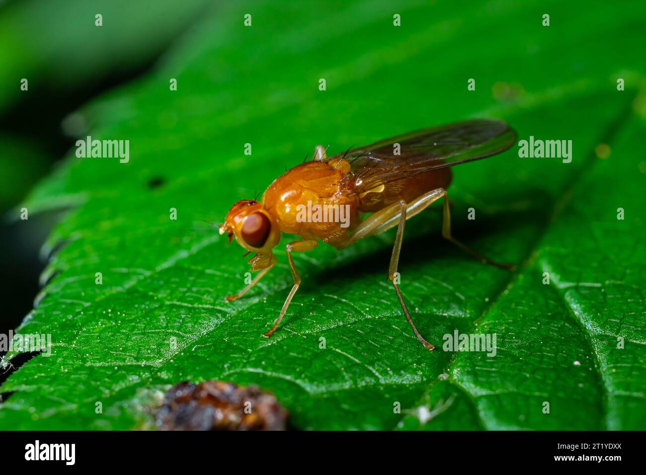 Männliche gewöhnliche Fruchtfliege Drosophila melanogaster sitzt auf einem Grasblatt mit grünem Laubhintergrund. Stockfoto