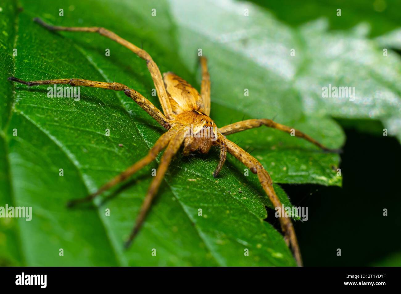 Die Baumspinne Pisaura mirabilis ist eine Spinnenart aus der Familie der Pisauridae. Stockfoto