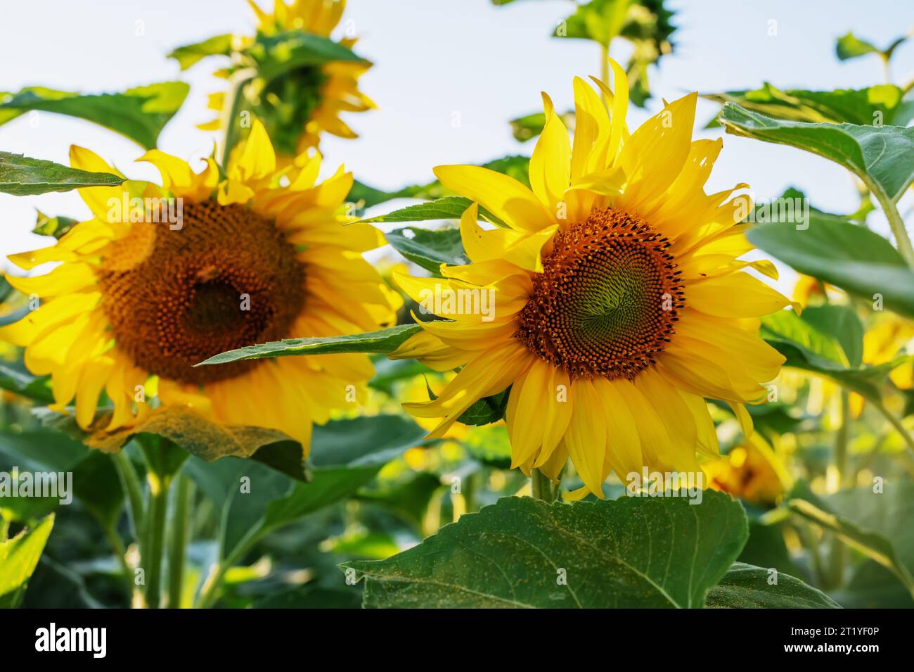 Sonnenblumen wachsen auf dem großen Feld. Wunderbarer Panoramablick auf die Sonnenblumen im Sommer. Lange Reihen schöner gelber Sonnenblumen auf dem Feld U Stockfoto