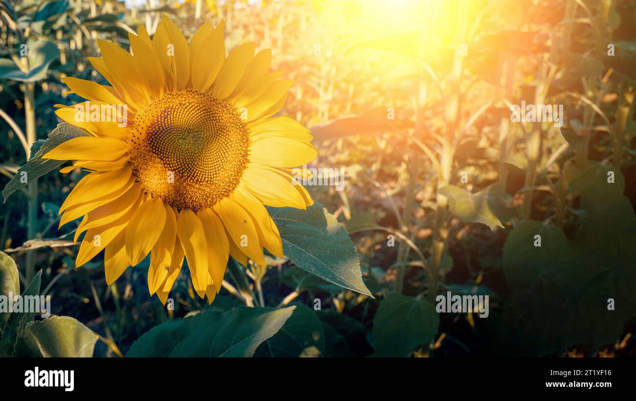 Sonnenblumen wachsen auf einem großen Feld. Wunderschöner Panoramablick auf ein Sonnenblumenfeld mit einem echten Glanz des Sonnenuntergangs im Sommer. Stockfoto