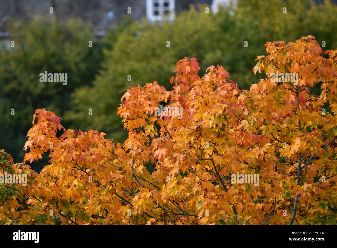 Farbenfrohe Herbstblätter und naturbelassene Dorfflächen Stockfoto