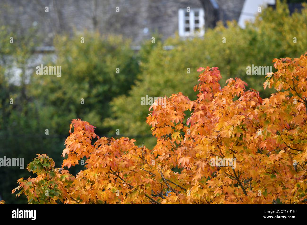 Farbenfrohe Herbstblätter und naturbelassene Dorfflächen Stockfoto