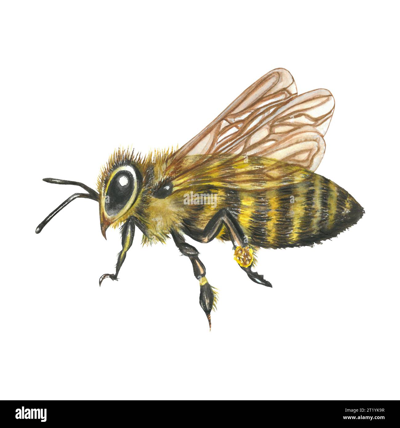 Aquarellbild einer Honigbiene mit Pollen am Fuß, Seitenansicht. Isoliert auf weißem Hintergrund, handgezeichnet Stockfoto
