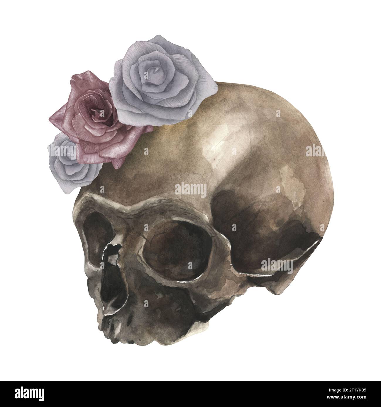 Aquarellabbildung eines Schädels und drei staubige Rosen. Isoliert auf weißem Hintergrund, handgezeichnet Stockfoto