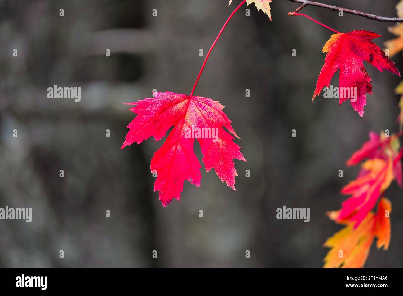 Rote Herbstblätter auf einem Baumzweig. Stockfoto