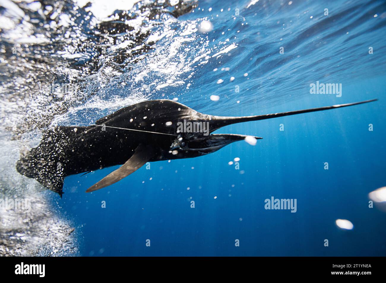 Ein Unterwasserschuss eines Segelfisches, der auf einer Angelschnur läuft. Stockfoto