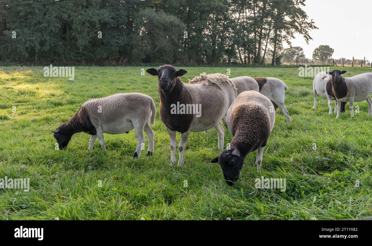 Schwarz-weiße Schafe auf der Wiese im Abendlicht Stockfoto