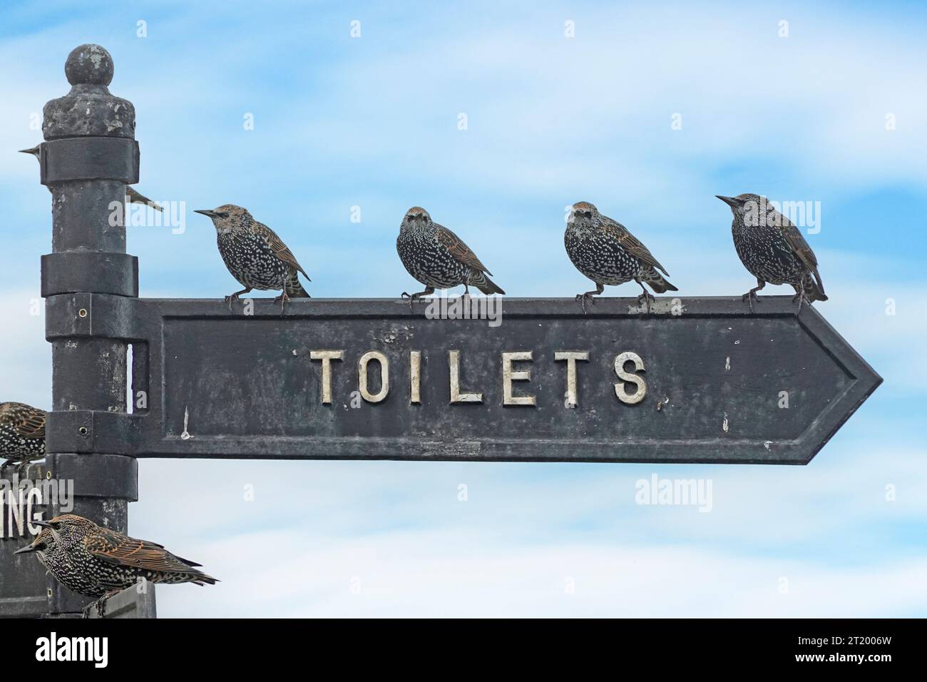 Starlinge, die in der Schlange stehen, stehen auf Toiletten-Schild, das in die falsche Richtung zeigt humorvolles Bild von Vögeln, die geduldig warten, wenn die Natur England Großbritannien nennt Stockfoto