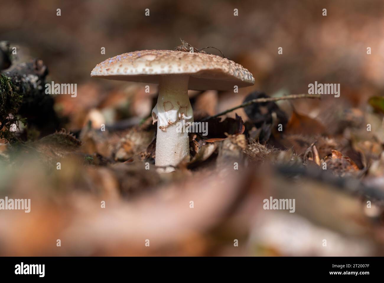 Einzelner Blusher-Pilz auf einem Waldboden, umgeben von herabfallenden Blättern. Stockfoto