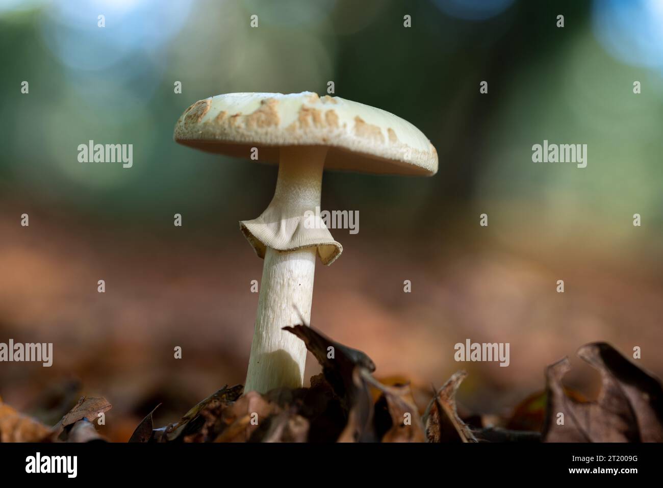 Einzelne Amanita phalloides oder Todeskappenpilz auf einem moosbedeckten Waldboden. Stockfoto