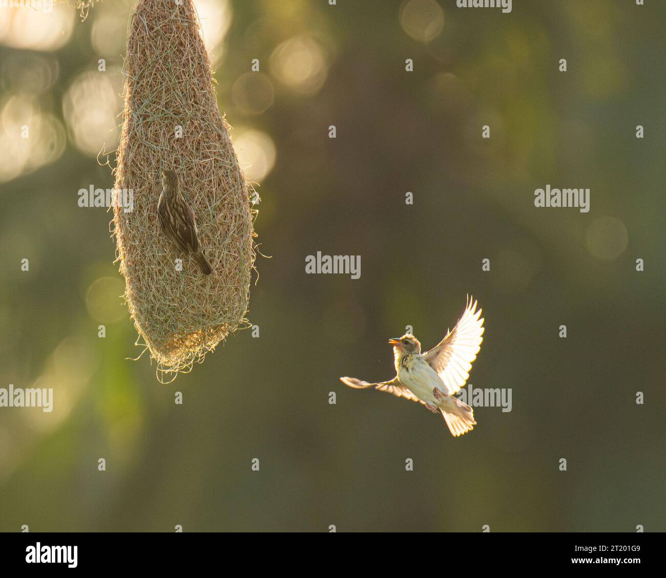 Ein baya-Weber fliegt und einen anderen baya-Weber auf ihrem Nest ansieht. KERALA, INDIEN: NIEDLICHE Bilder zeigen Baya-Webervögel, die auf dem Weg zum Bau ihres El sind Stockfoto