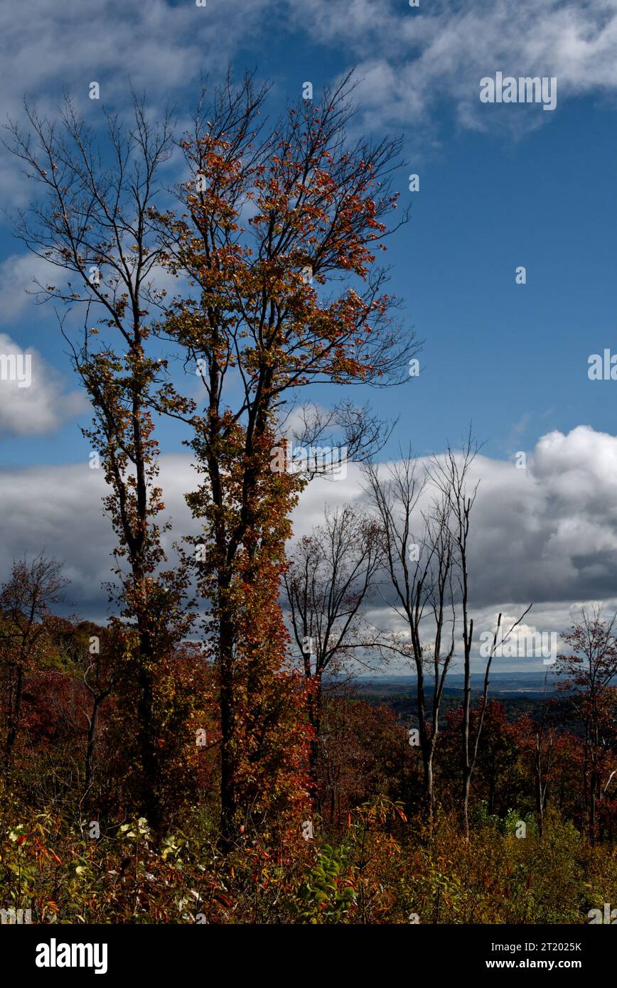 Blick vom Rattling Run Trail in St. Anthonys Wilderness Stockfoto