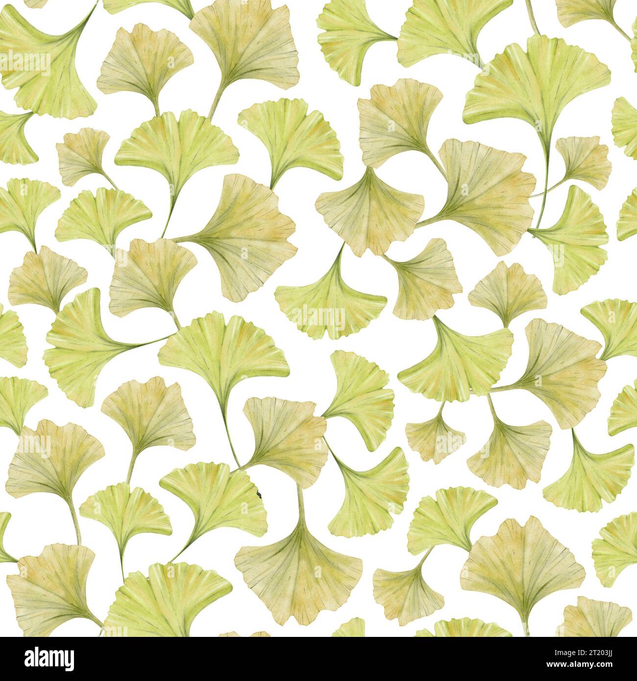 Ginkgo biloba grünes gelbes Blatt Aquarellmuster auf weißem Hintergrund. Handgezeichneter botanischer Hintergrund Stockfoto
