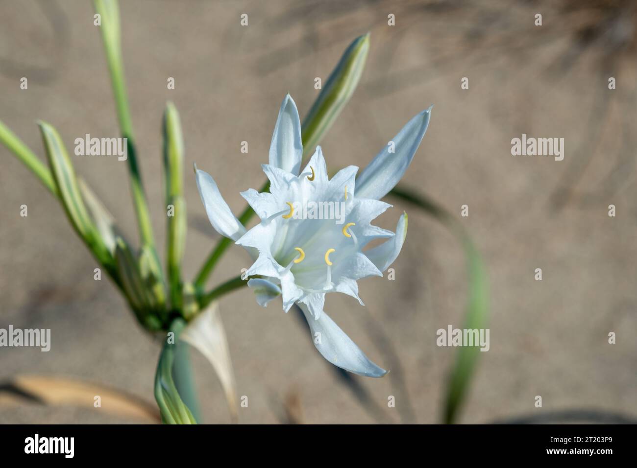 Sea Daffodil, Pancratium maritimum, Lily of St. Nicholas, Seerose, Sandblume, weiße, frisch blühende Pflanze auf unscharfem Sandhintergrund. Stockfoto