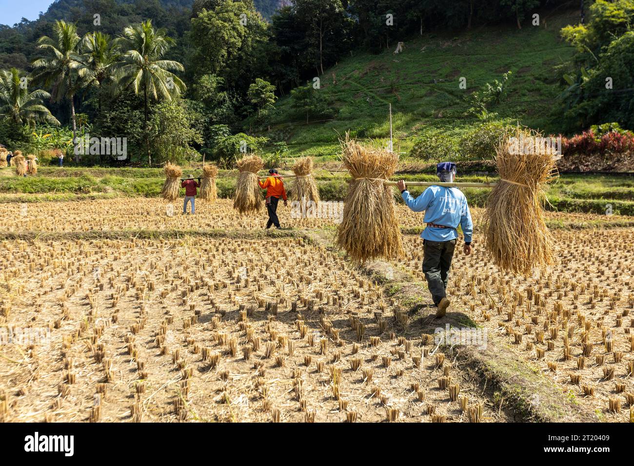 Thailand: Reisfelder in der Provinz Mae Hong Son im Nordwesten des Landes. Manuelle Reisernte Stockfoto